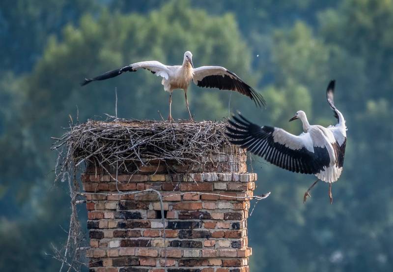 Expert Chimney Animal Removal in Waterford, MI Professional Chimney Animal Removal Services in Waterford, Michigan